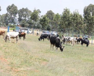 SOS Children’s Villages in Rwanda to hand over 293 cows to vulnerable families 